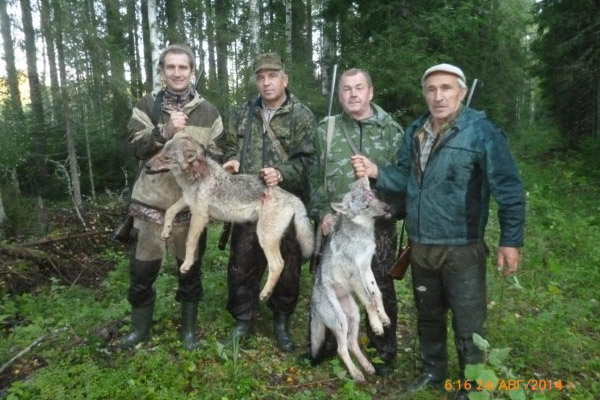 Охота на волка, охота на волка на вабу, охота на волка на приваде, охота на волка в Кировской области, охота на волка в Беларуси, отстрел волков