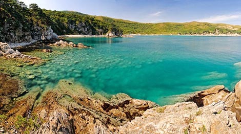 белая акула нападение 