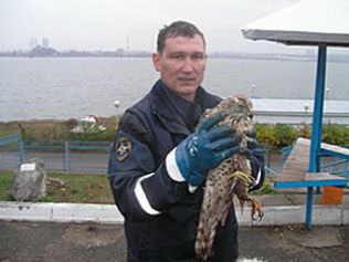 ястреб залетел в квартиру