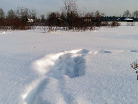 следы лося