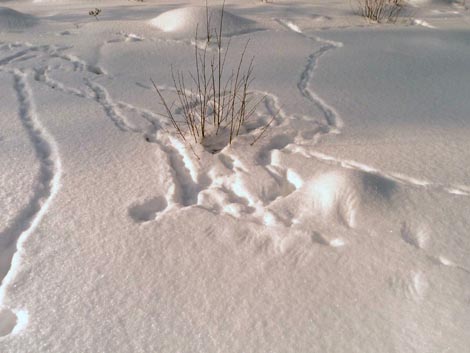 следы тетерева